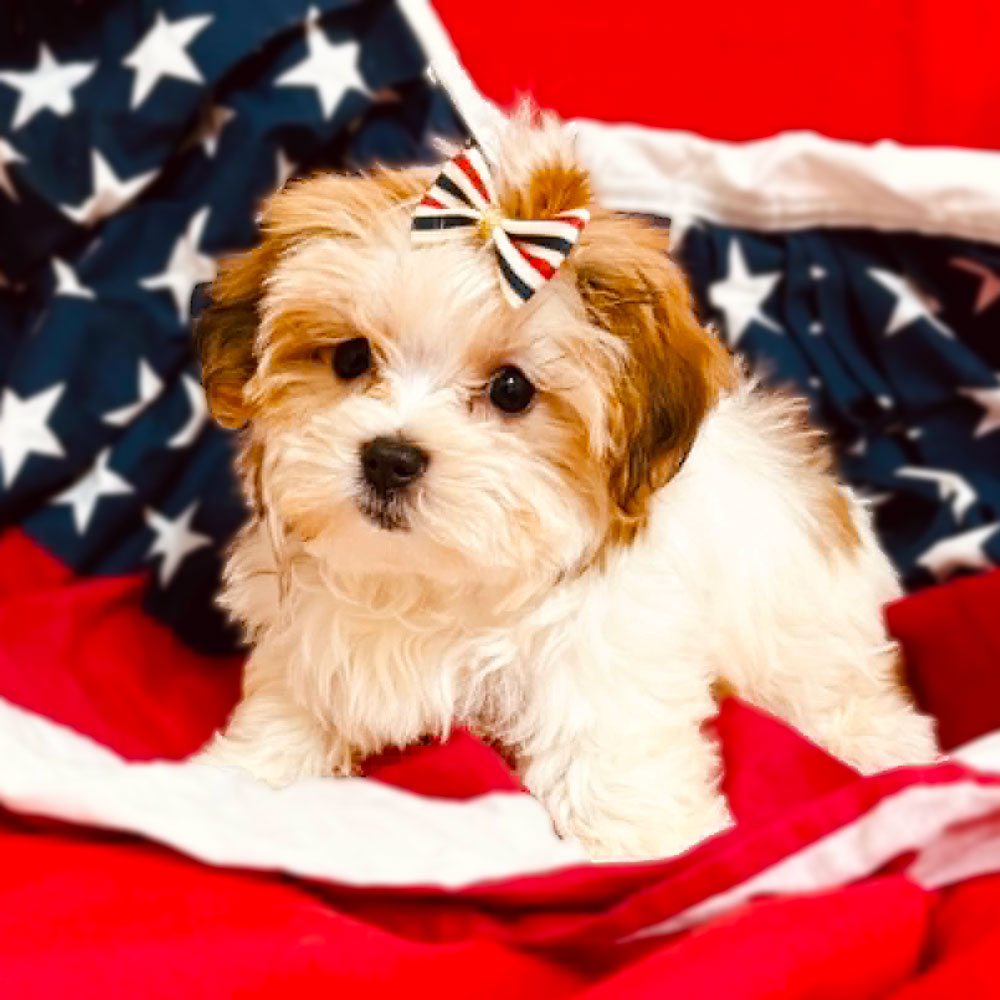 Meet “Sage”, a Morkie Female Puppy. A Crossbreed between a Maltese and a Yorkshire Terrier.
