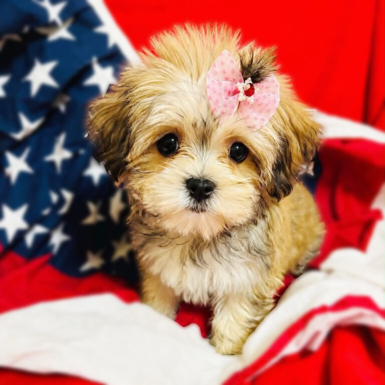 Meet “Greta”, a Morkie Female Puppy. A Crossbreed between a Maltese and a Yorkshire Terrier.