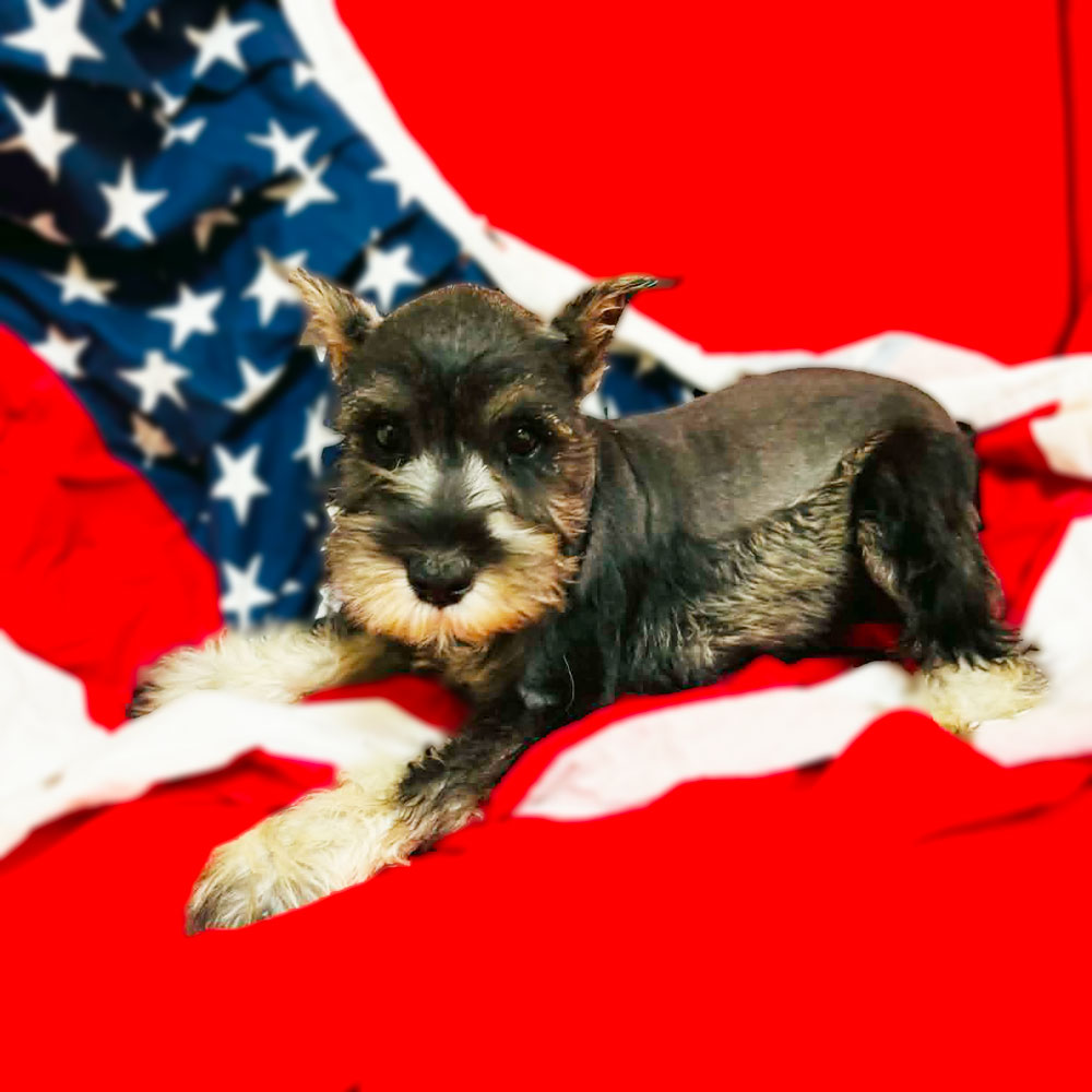 Meet “Maverick”, a Mini Schnauzer Male Puppy. 