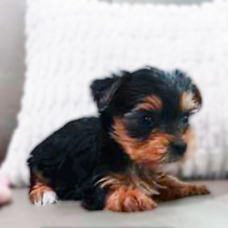 Meet "Harper" a Yorkshire Terrier Female Puppy.