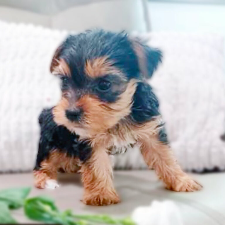Meet "Claire" a Yorkshire Terrier Female Puppy.