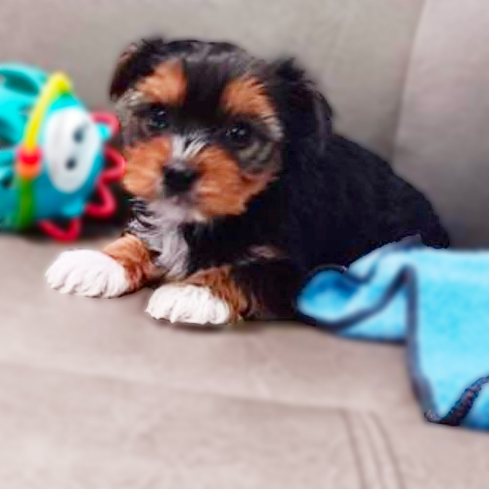 Meet "Clark" a Yorkshire Terrier Male Puppy.