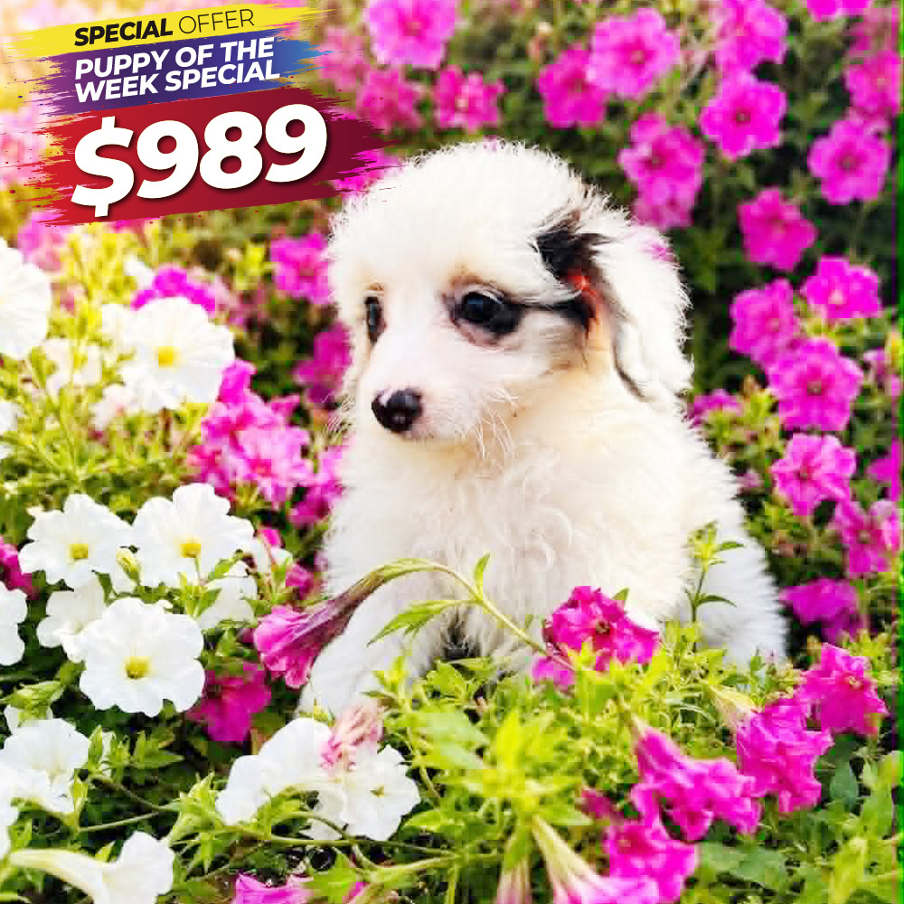 Meet "Birdie" a Toy Aussiedoodle Female Puppy. A Crossbreed between an Australian Shepherd and a Poodle.