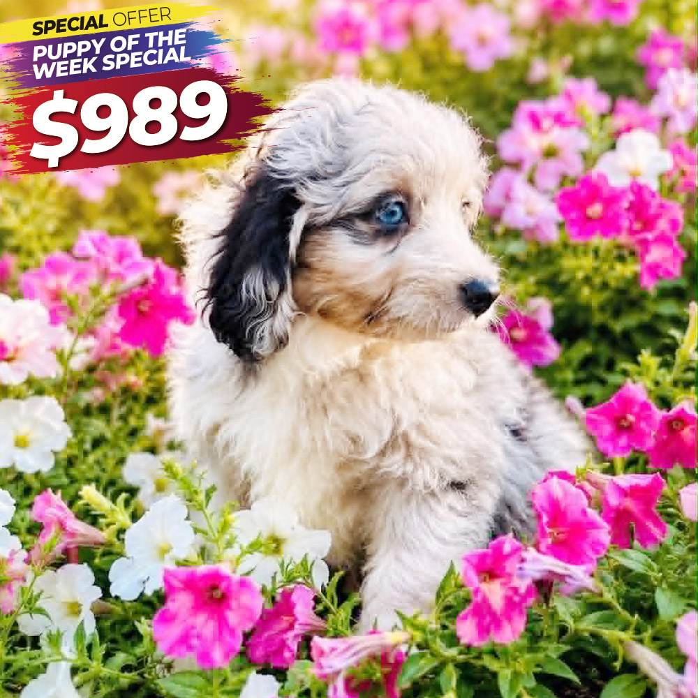 Meet "Sunny" a Toy Aussiedoodle Female Puppy. A Crossbreed between an Australian Shepherd and a Poodle.