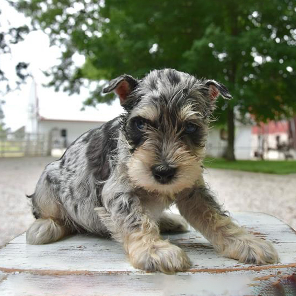 Meet “Breezy”, a Mini Schnauzer Female Puppy.