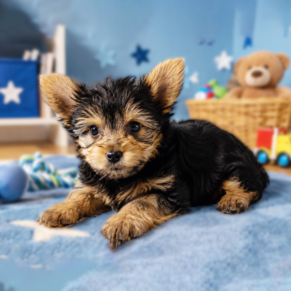 Meet “Ollie”, a MorkiePoo Male Puppy.
