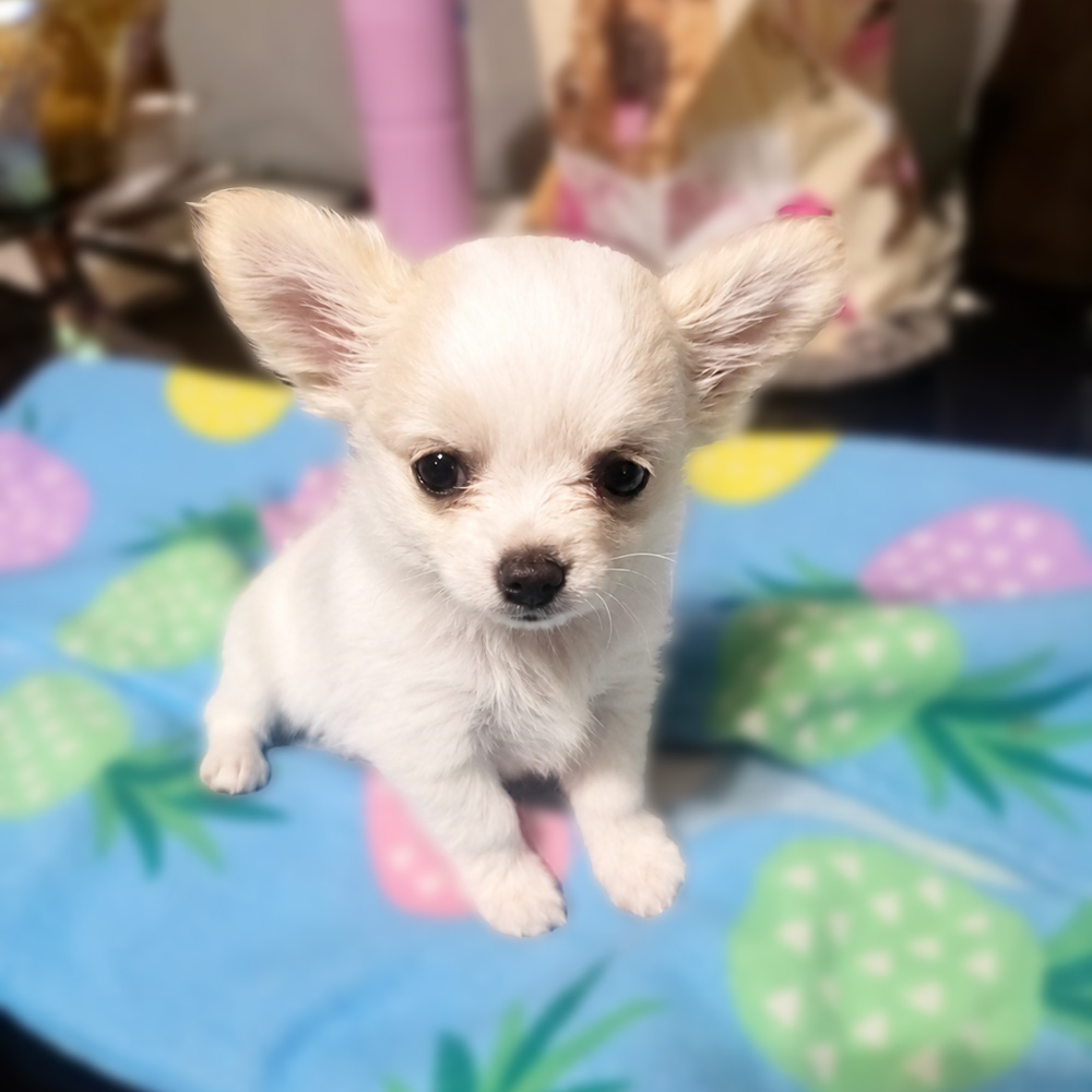 Meet “Loki”, a Chihuahua Female Puppy.
