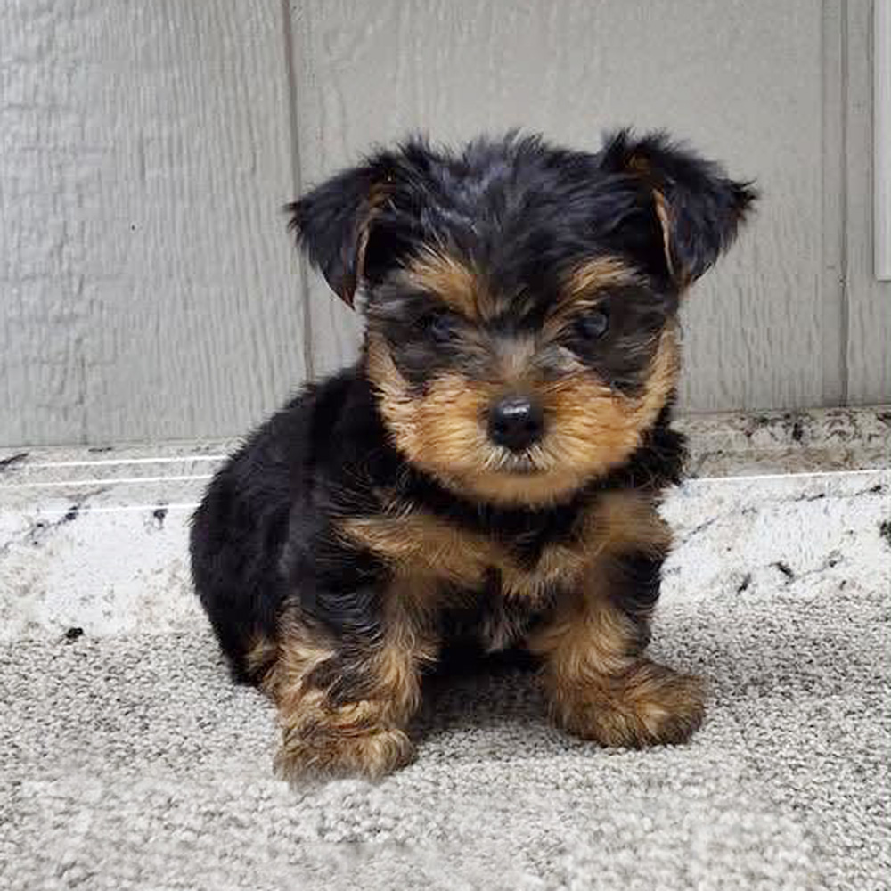 Meet “Tucker”, a Yorkshire Terrier Male Puppy.