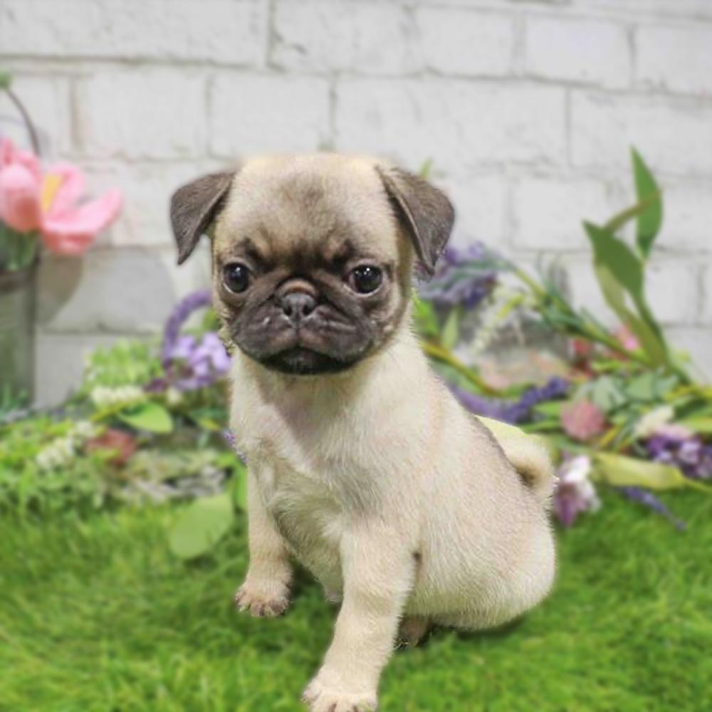 Meet “Pugsley”, a Pug Female Puppy.