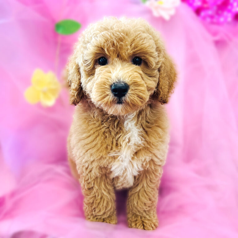 Meet “Aerial”, a Mini Golden Doodle Female Puppy.