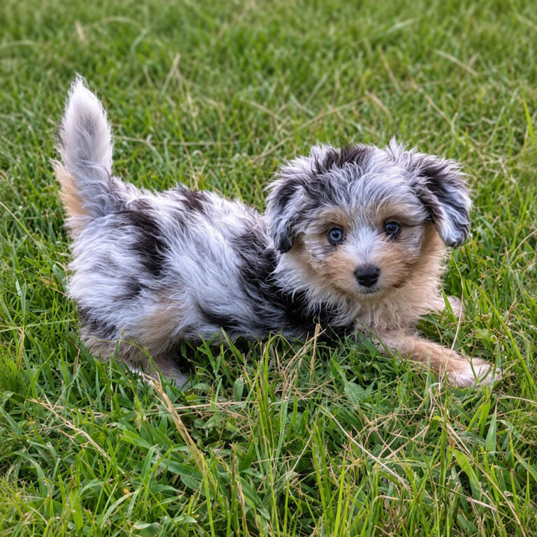 Toy Aussie doodles Male and Female Puppies.