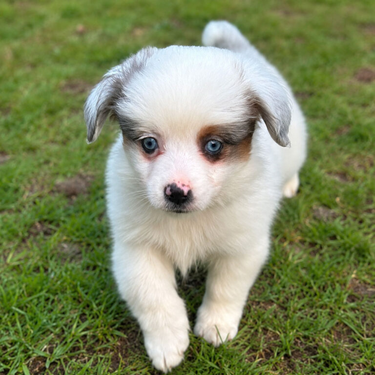 Toy Aussie doodles Male and Female Puppies.