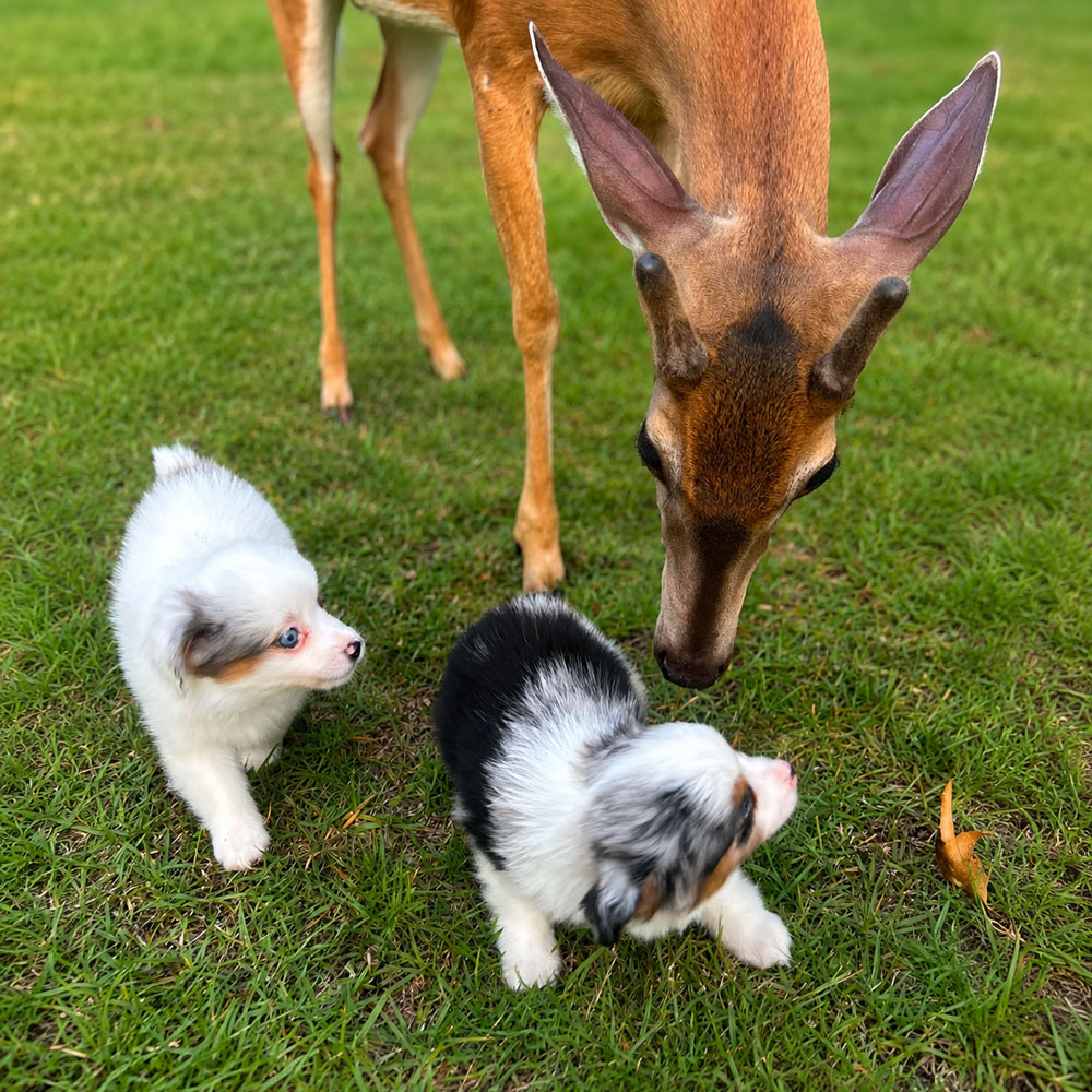 Toy Aussie doodles Male and Female Puppies.