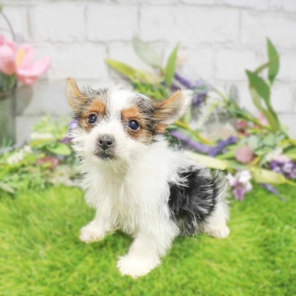 Meet “Miles”, a Parti Yorkshire Terrier Male Puppy