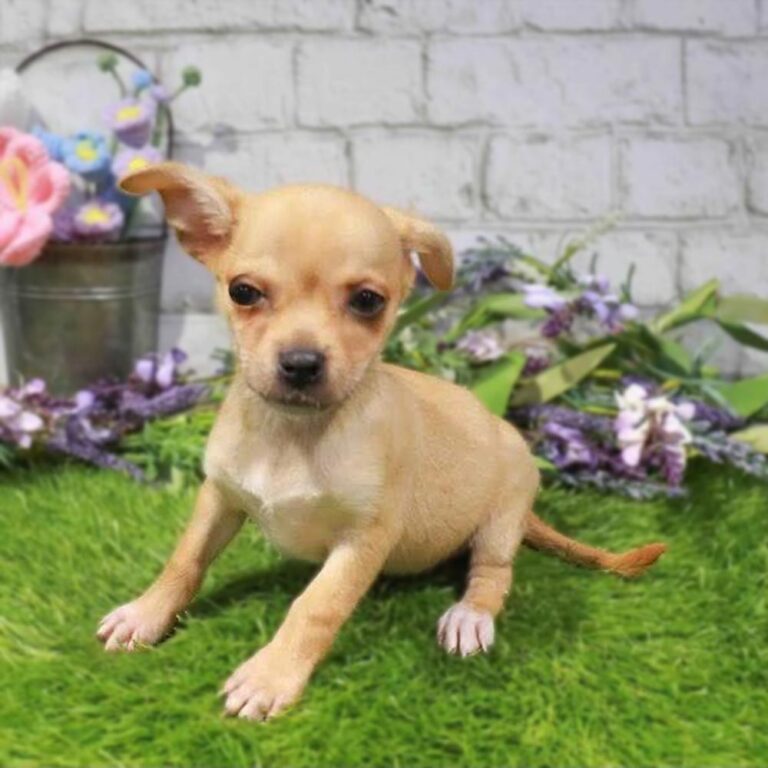 Meet “Millie”, a Chihuahua Female Puppy.