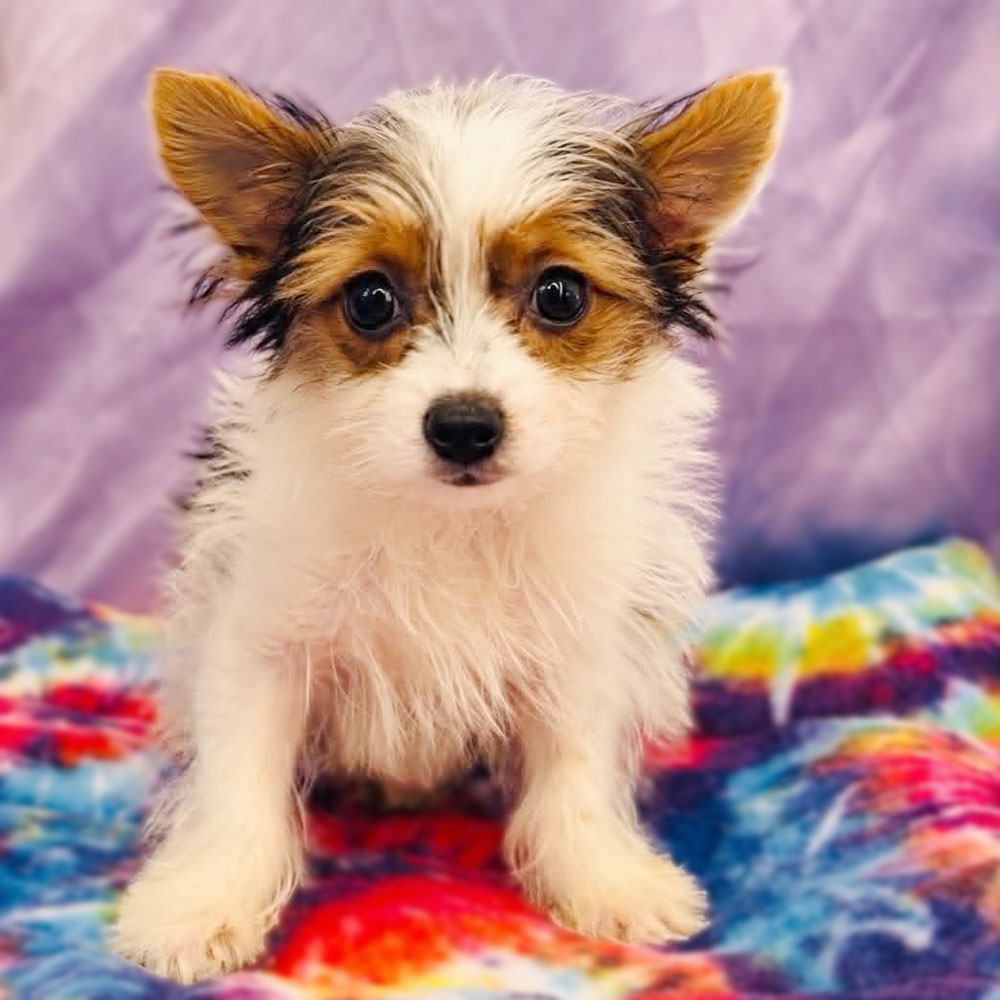 Meet “Miles”, a Parti Yorkshire Terrier Male Puppy