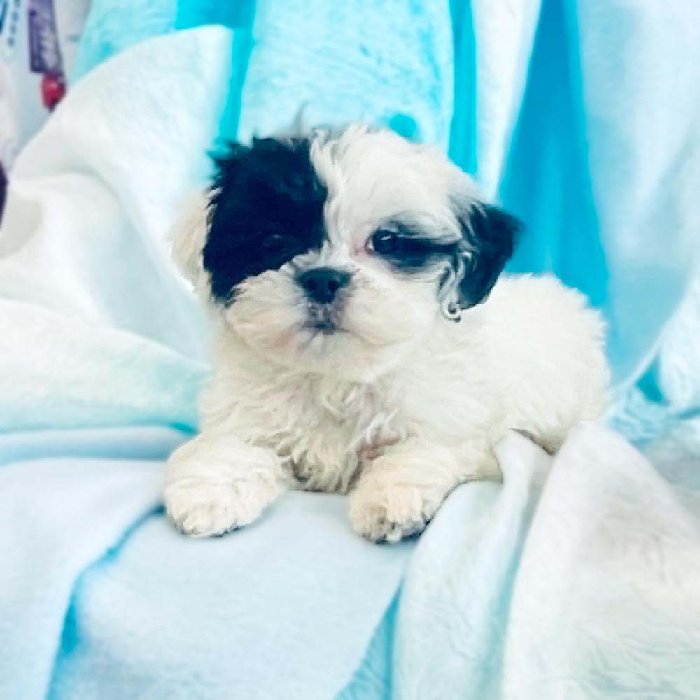 Meet “Rambler”, a Mal-Shi / Malti zu / Malt-Tzu Male Puppy. A designer Crossbreed between a Maltese and the shih tzu.