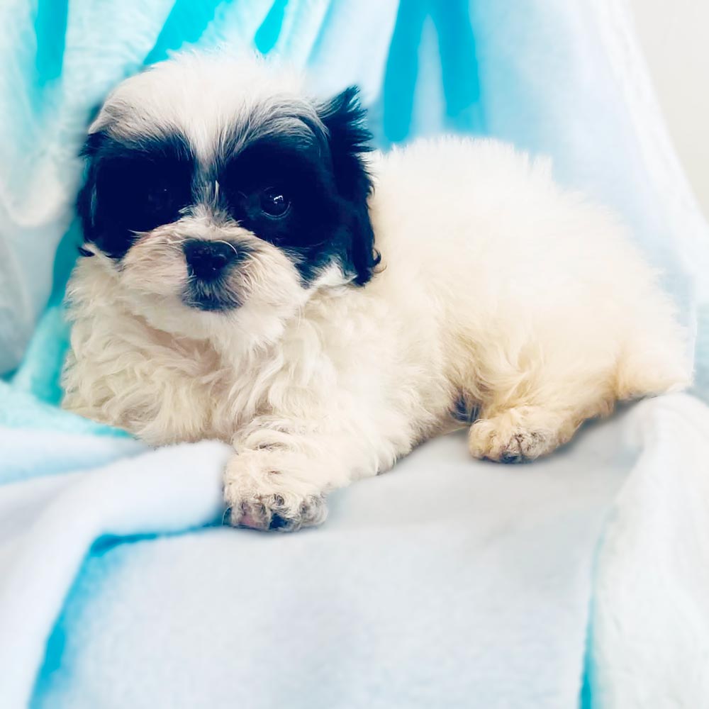 Meet “Trooper”, a Mal-Shi / Malti zu / Malt-Tzu Male Puppy. A designer Crossbreed between a Maltese and the shih tzu.