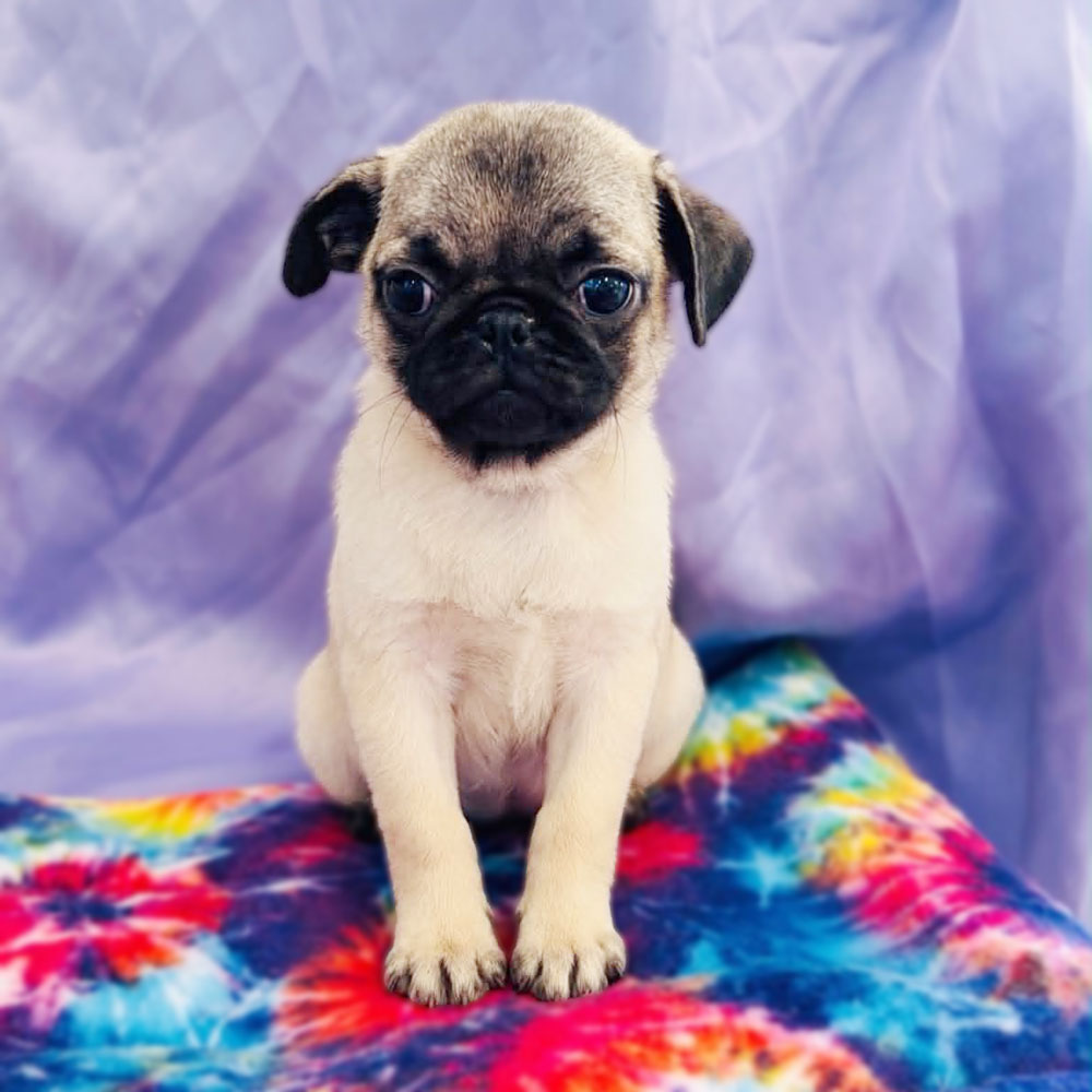Meet “Pugsley”, a Pug Female Puppy.