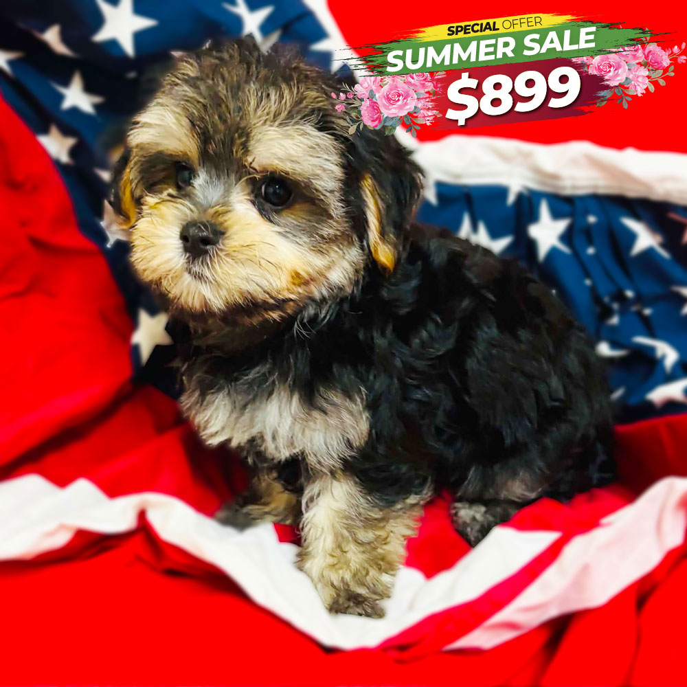 Meet “Sammy”, a Morkie Male Puppy. A Crossbreed between a Maltese and a Yorkshire Terrier.