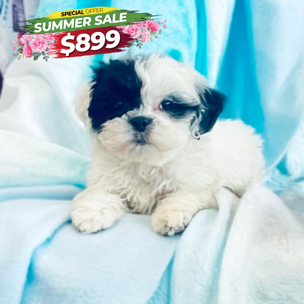 Meet “Rambler”, a Mal-Shi / Malti zu / Malt-Tzu Male Puppy. A designer Crossbreed between a Maltese and the shih tzu.