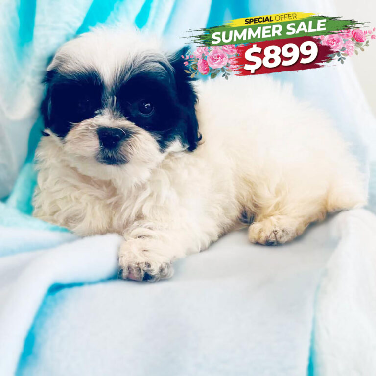 Meet “Trooper”, a Mal-Shi / Malti zu / Malt-Tzu Male Puppy. A designer Crossbreed between a Maltese and the shih tzu.