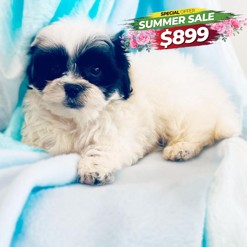 Meet “Trooper”, a Mal-Shi / Malti zu / Malt-Tzu Male Puppy. A designer Crossbreed between a Maltese and the shih tzu.