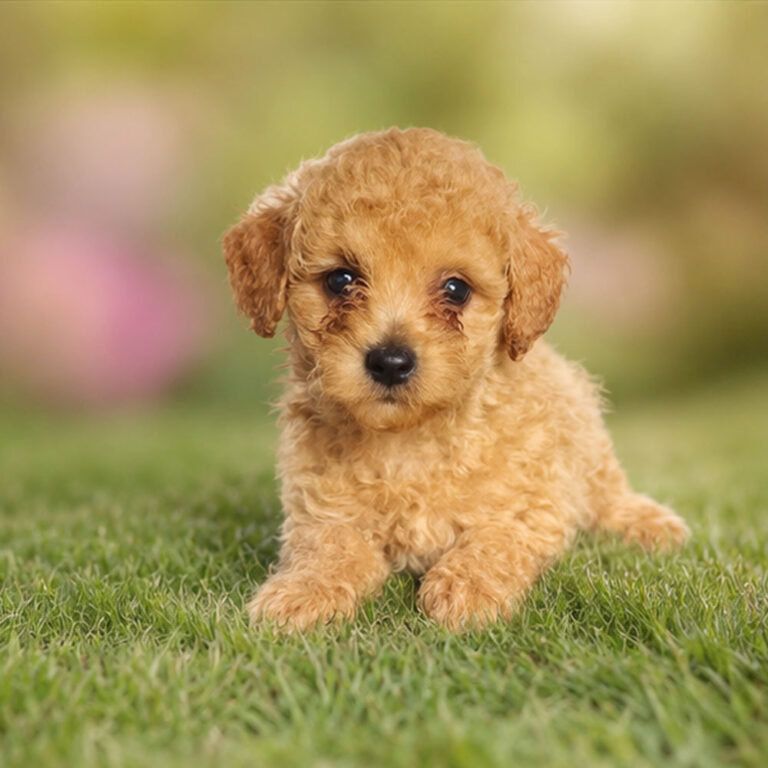 Meet “Remington”, a Mini Golden Doodle Male Puppy.