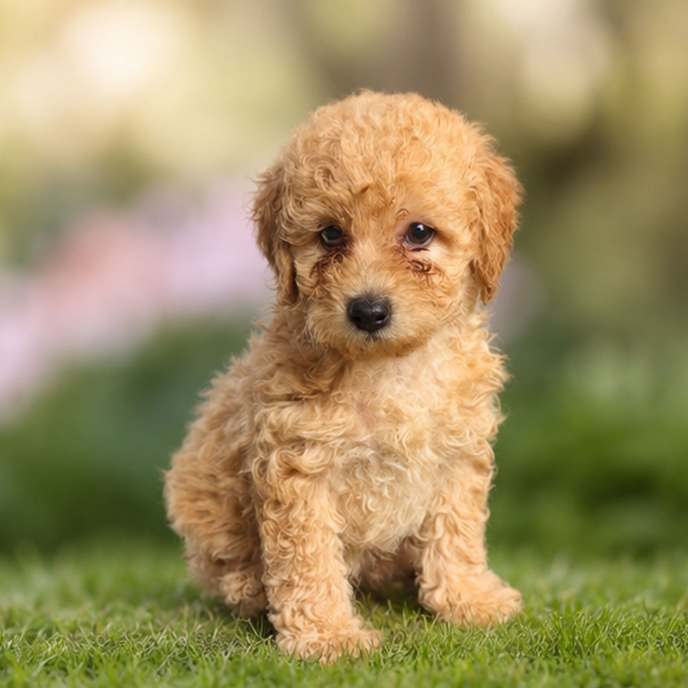 Meet “Charles Ann”, a Mini Golden Doodle Female Puppy.