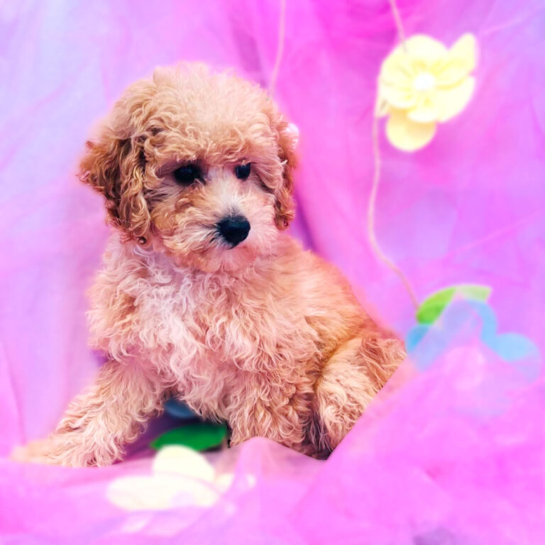 Meet “Sophia”, a Mini Golden Doodle Female Puppy.