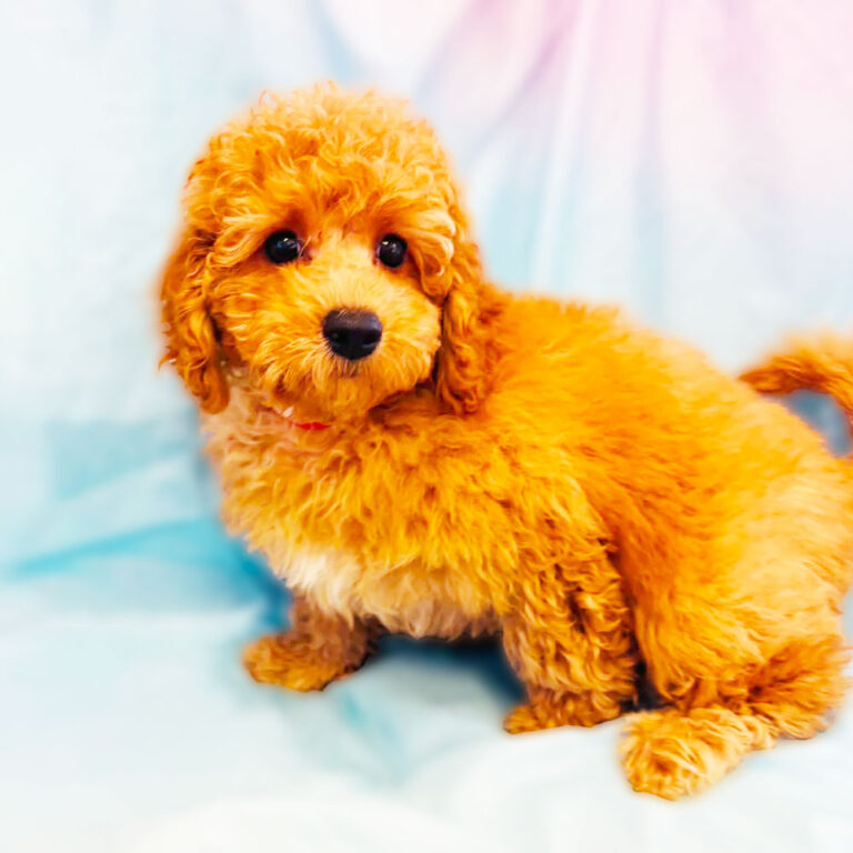 Meet “Drake”, a Mini Golden Doodle Male Puppy.