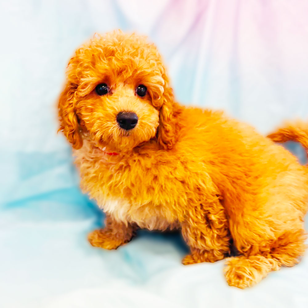 Meet “Drake”, a Mini Golden Doodle Male Puppy.