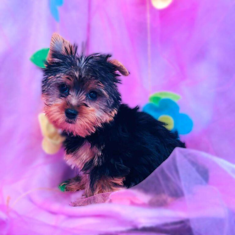 Meet "Cloey ", a Yorkshire Terrier Female Puppy.