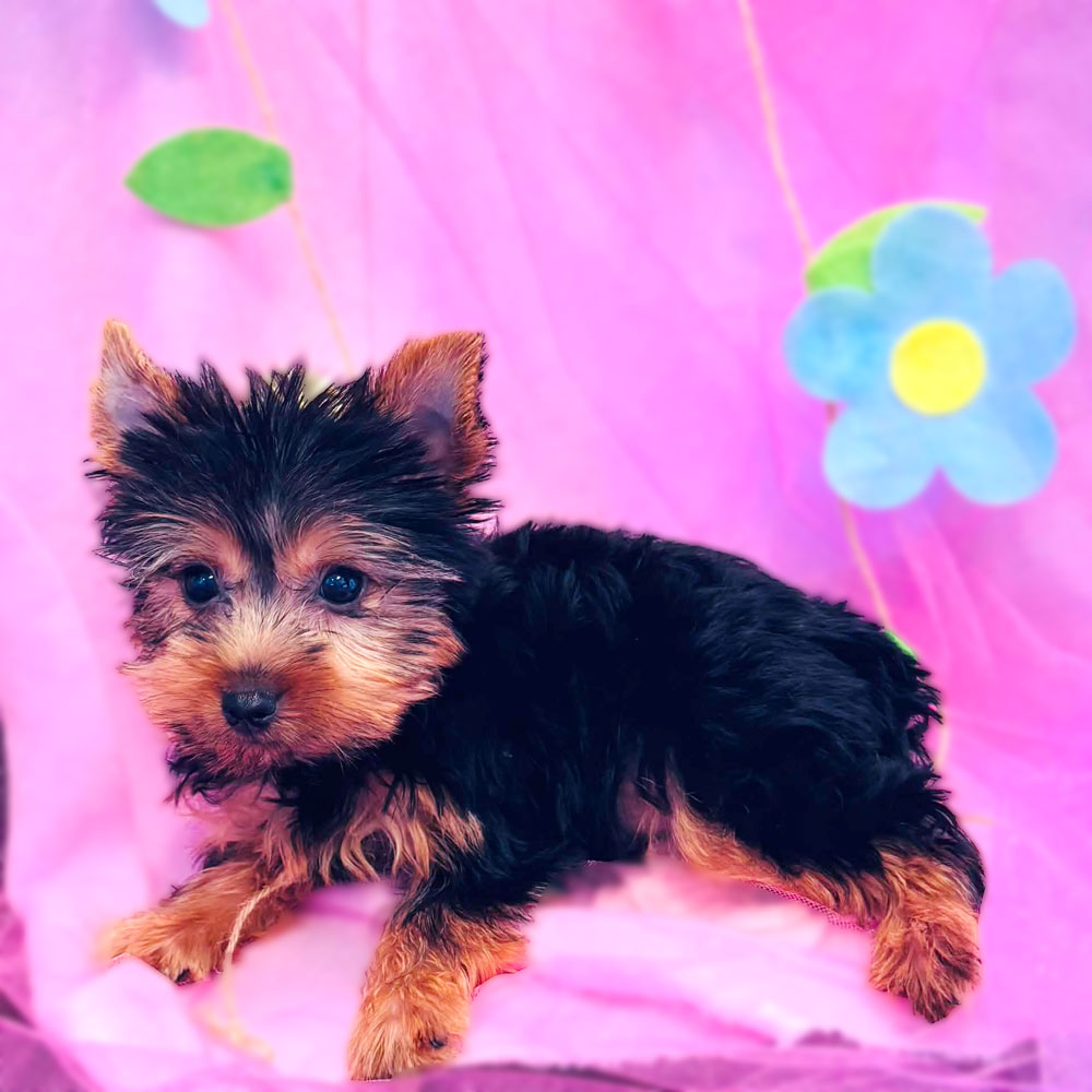Meet "Zoey ", a Yorkshire Terrier Female Puppy.
