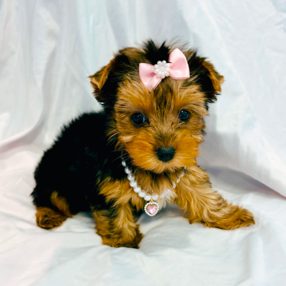 Meet "Chanel", a Yorkshire Terrier Female Puppy.