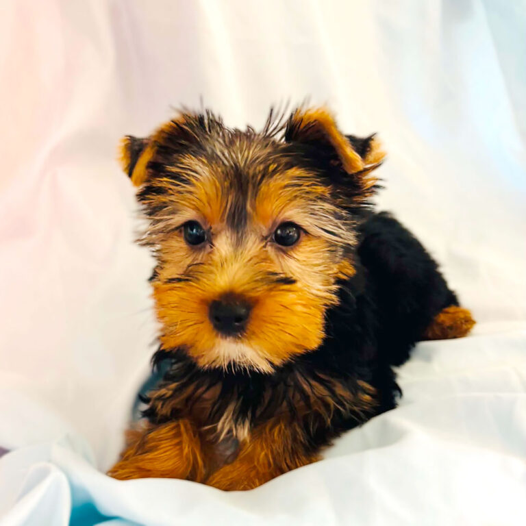 Meet "Cody", a Yorkshire Terrier Male Puppy.