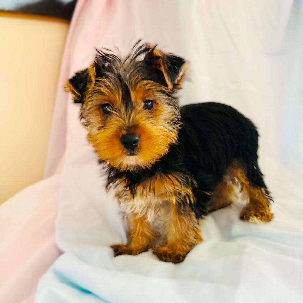 Meet "Zach", a Yorkshire Terrier Male Puppy.