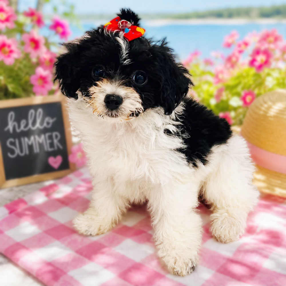Meet “Molly”, a Toy Poodle Female Puppy.