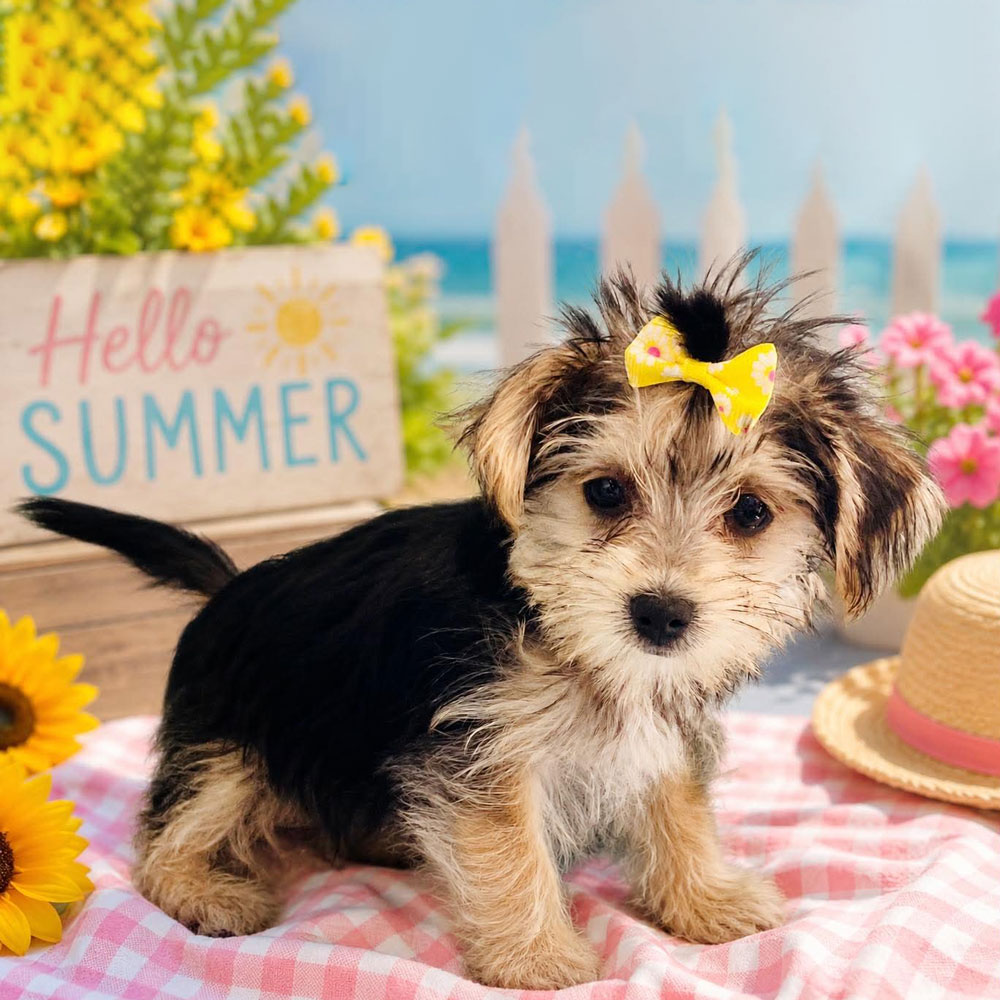 Meet “Gracie”, a Morkie Female Puppy. A Crossbreed between a Maltese and a Yorkshire Terrier.