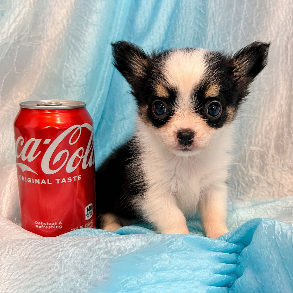 Meet “Papi”, a Tea cup Chihuahua Male Puppy.