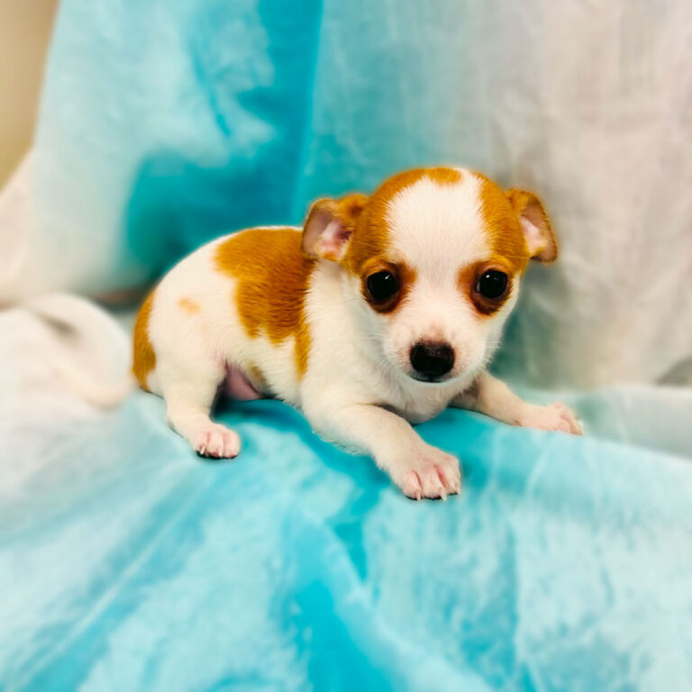 Meet “Paso”, a Toy Chihuahua Male Puppy.