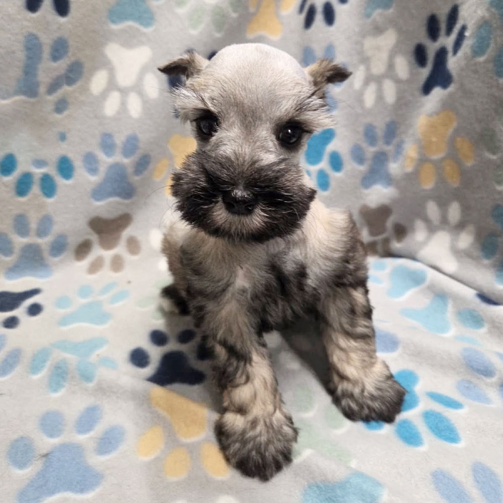 Meet “Greta”, a Mini Schnauzer Female Puppy.