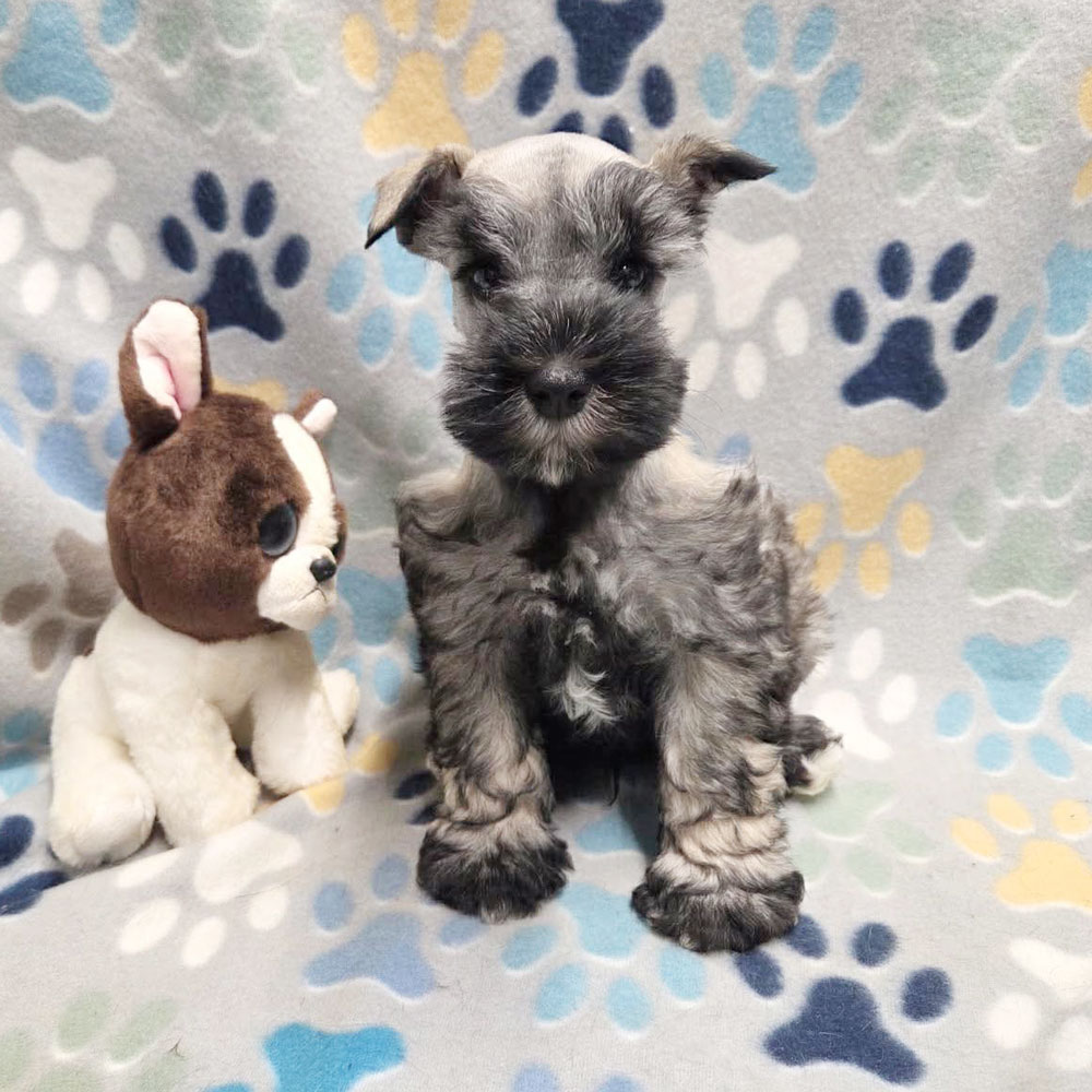 Meet “Griffin”, a Mini Schnauzer Male Puppy.