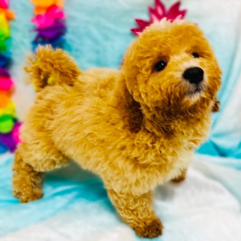 Meet “Louie”, a F2 Mini Golden Doodle Male Puppy.
