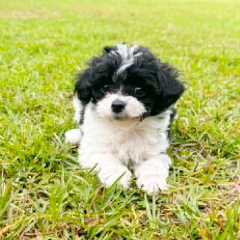 Meet “Molly”, a Toy Poodle Female Puppy.
