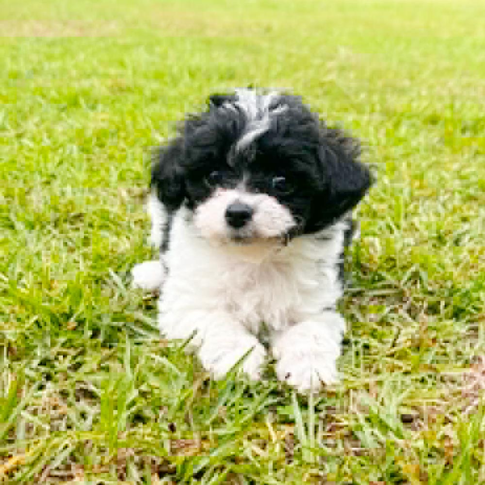 Meet “Molly”, a Toy Poodle Female Puppy.