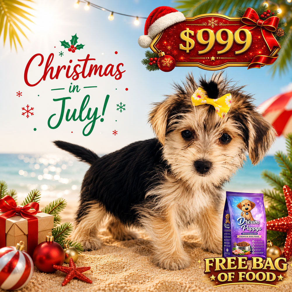 Meet “Gracie”, a Morkie Female Puppy. A Crossbreed between a Maltese and a Yorkshire Terrier.