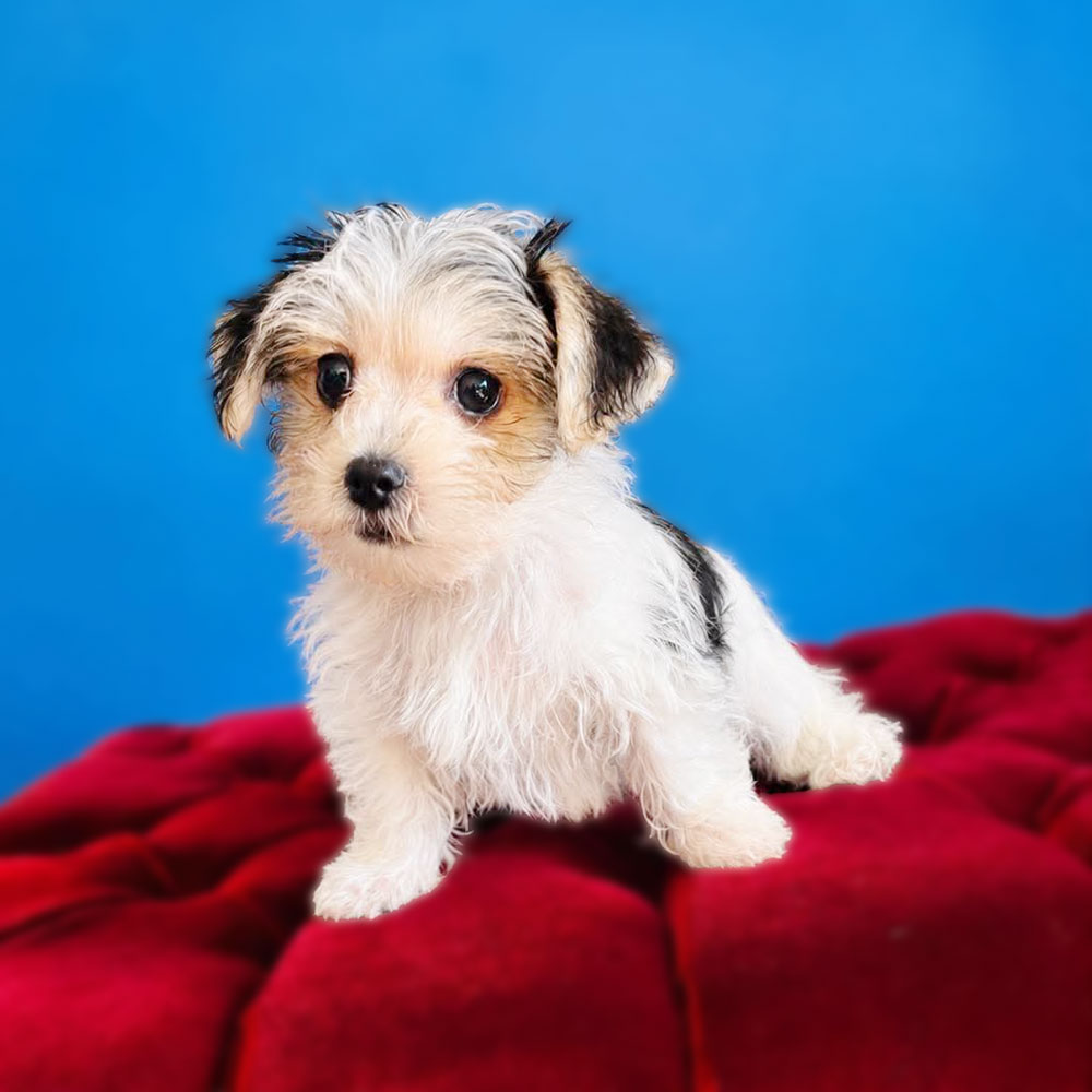 Meet “Prince”, a Morkie Male Puppy. A Crossbreed between a Maltese and a Yorkshire Terrier.