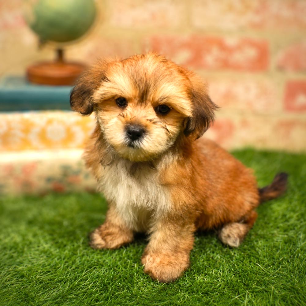 Meet “Kate”, a Poochon Female Puppy. A designer crossbreed between a Bichon Frise and a Poodle. Taking Deposit, Book NOW! Will be available in the Store on September 1, 2026! 