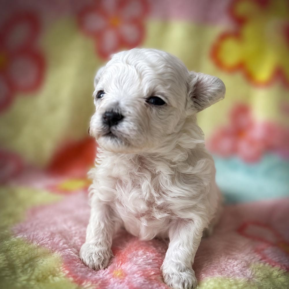 Meet “Millie”, a Malti-poo Female Puppy. A designer crossbreed between a Poodle and Maltese.